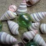 Shells For Beach Decor - Colorful Tree Snail..