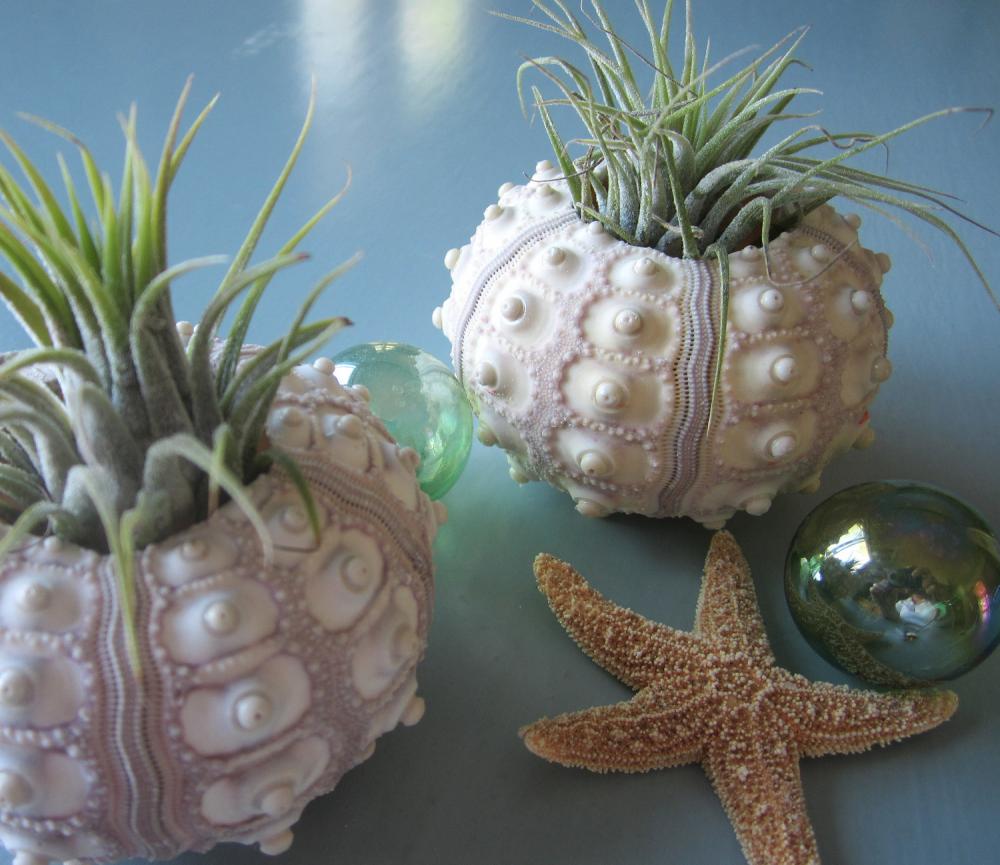 Beach Decor Air Plant In Nautical Decor Sputnik Sea Urchin, Sold
