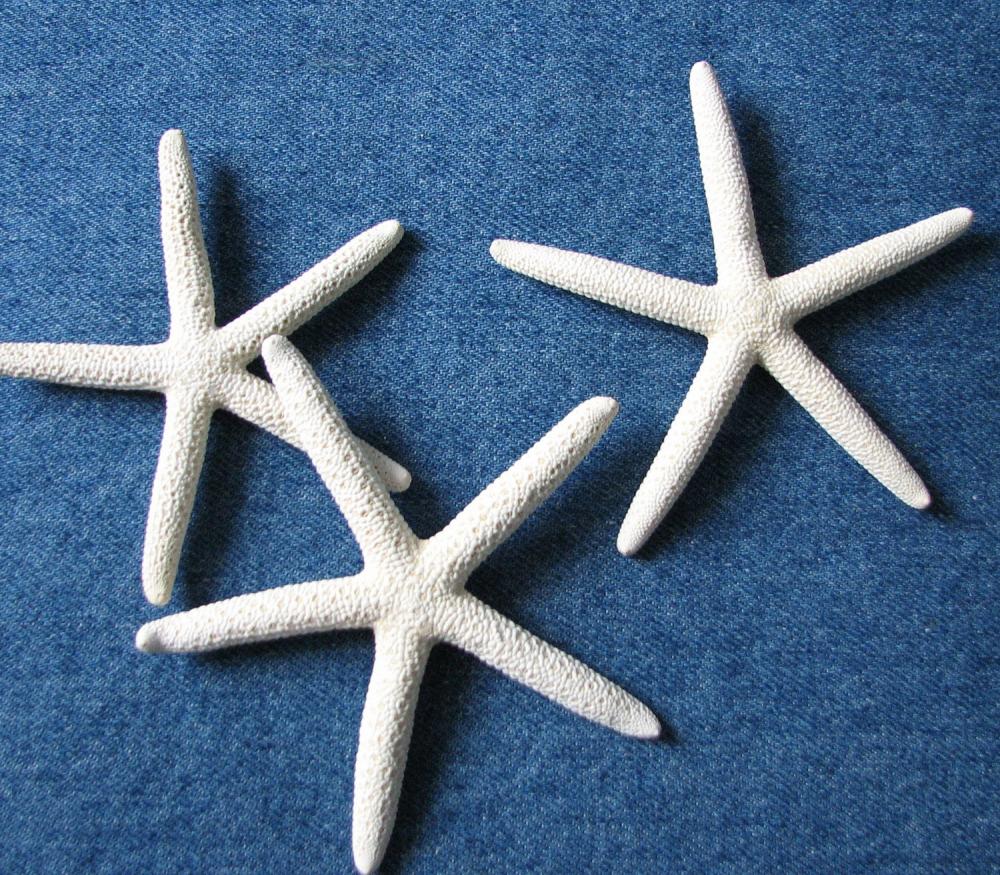 Nautical Decor Shell Magnets - Beach Decor Starfish Magnets - 6pc