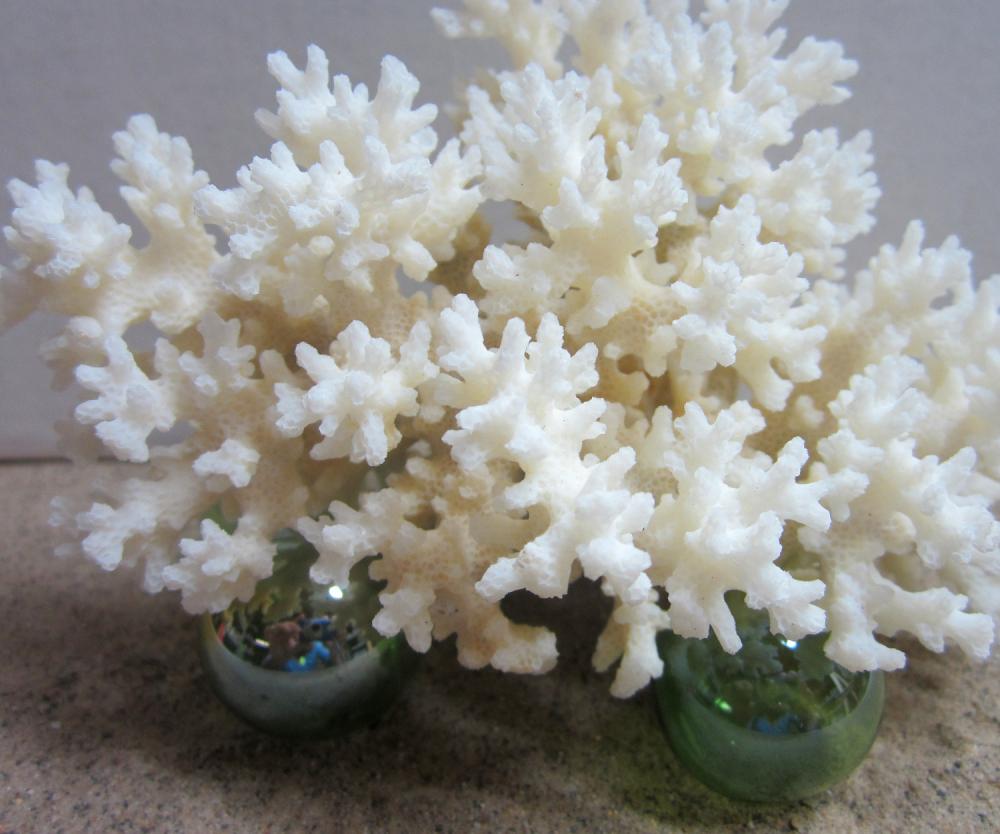 Beach Decor Lace Coral - Nautical Coral Cluster, 5-7inch White