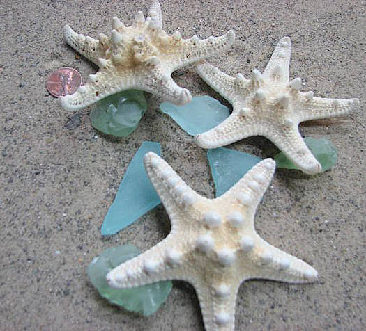 Starfish Beach Decor - Nautical Decor White Knobby Starfish For Beach Weddings - 3pc, 3-5in