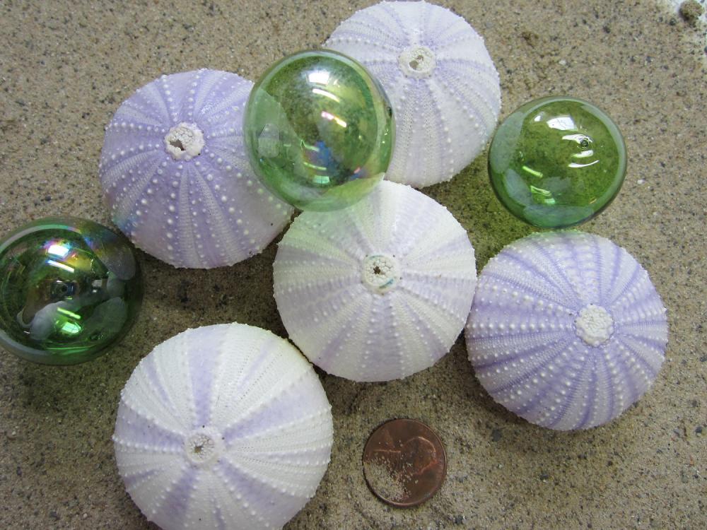 Nautical Decor Lavender Sea Urchin Shells - Beach Decor Purple Urchin - Rare - 1pc