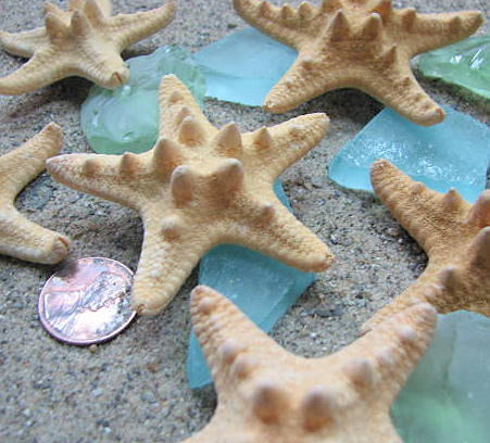 Starfish Beach Decor - Nautical Decor Knobby Starfish For Beach Weddings - 3pc, 1.5-2.5in, Brown