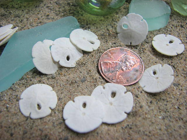 Seashell Beach Decor - Small Sand Dollars For Nautical Decor Or