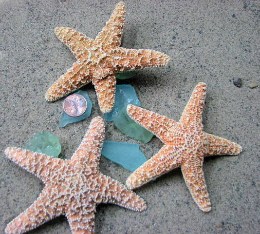 Starfish Beach Decor - Nautical Decor, Beach Wedding, Or Craft 4-6in Sugar Starfish - 6pc