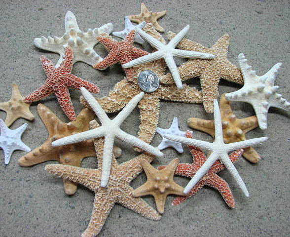 Beach Decor Starfish Collection - Nautical Decor Or Beach Wedding Starfish Assortment, 17pc