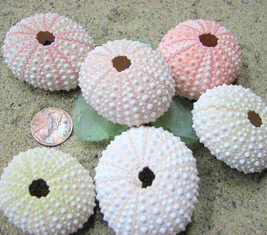 Beach Decor Pink Sea Urchins For Nautical Decor, Beach Weddings Or Crafts - Pink, 1pc