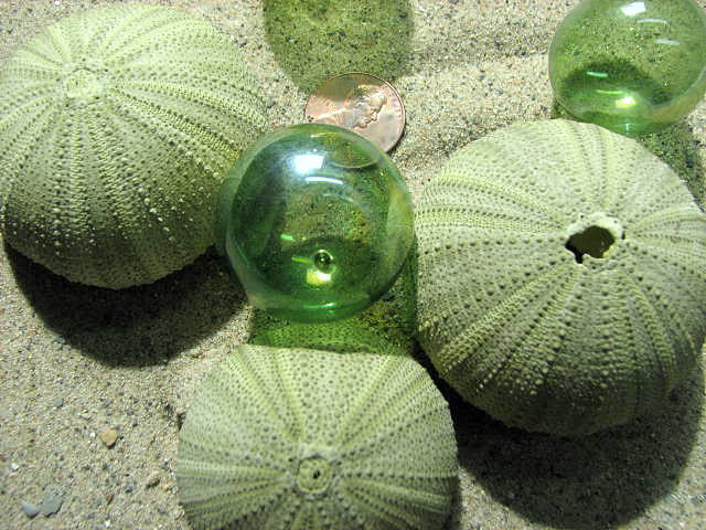 Beach Decor Sea Urchin Seashells - Nautical Decor Sea Urchins For Beach Weddings, Green 1pc