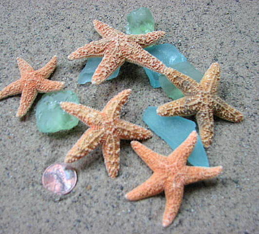 Starfish Beach Decor - Nautical Decor, Crafts, Or Beach Wedding Sugar Starfish - 2-4inch, 12pc