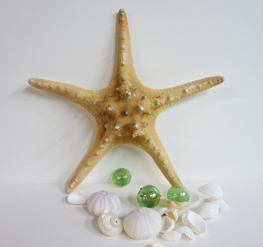 Beach Decor Starfish Nautical Decor Brown Knobby Xxl Starfish, 1012