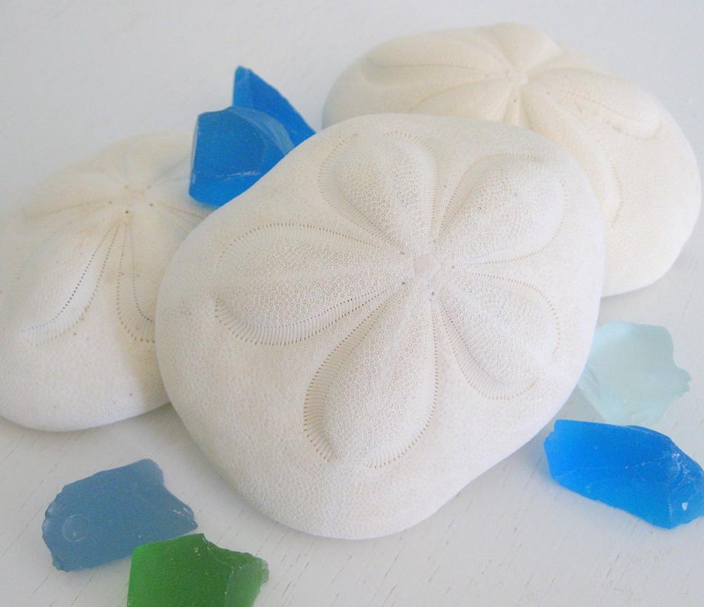 Seashells For Beach Decor - Nautical Decor Sea Biscuit, Puffy Sand Dollars, Xl 4-5in, 1pc