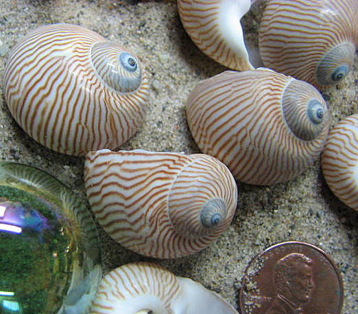 Sea Shells For Beach Decor - Nautical Decor Or Craft Nautica Shells - 6pc Striped