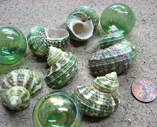 Sea Shells For Beach Decor - Nautical Decor, Beach Wedding Or Craft Green Turbo Seashells 6pc
