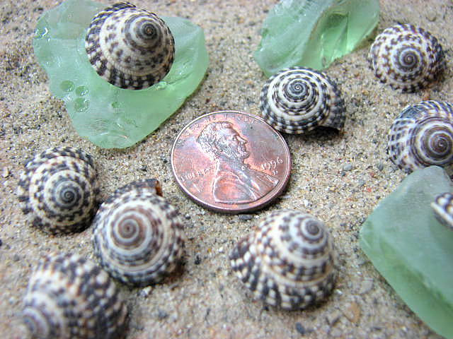Nautical Decor Seashells - Beach Decor Heliacus Snail Shells For Crafts, 1 Dozen