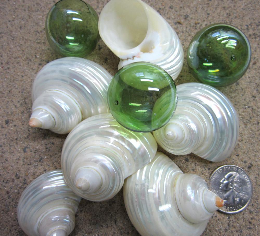Beach Decor Seashells - Xl White Pearl Turbo Shells For Nautical Decor Or Beach Weddings - 3pc