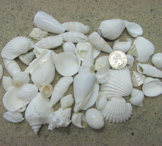 Beach Decor White Shell Mix - Nautical Decor Beach Wedding Seashell Asst In White, 1.25 Lbs.