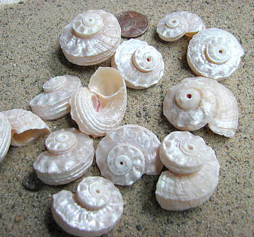 Beach Decor Seashells - Beach Wedding Or Nautical Decor Pearl Delphinula Shells, 6pc