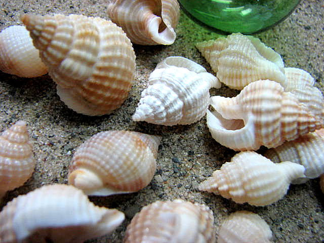 Seashells For Beach Decor - Reticulata Shells For Nautical Decor And Crafts - 24 Pc Tan