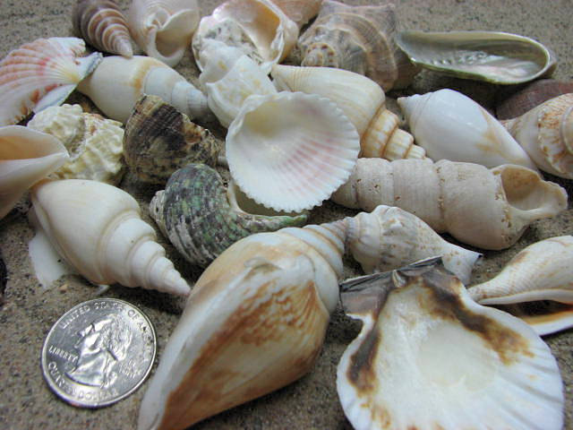 Seashell Mix For Beach Decor - Large Shell Mix For Jewelry, Nautical Decor Or Crafts, 1.25 Lbs