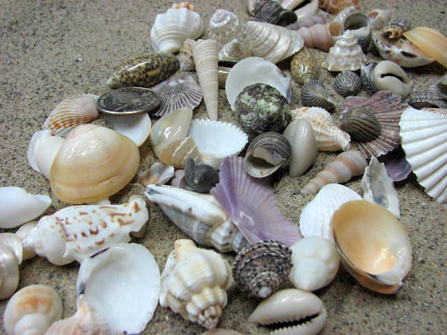 Beach Decor Seashell Mix - Medium Shell Mix For Jewelry, Nautical Decor Or Crafts, 1.25 Lbs