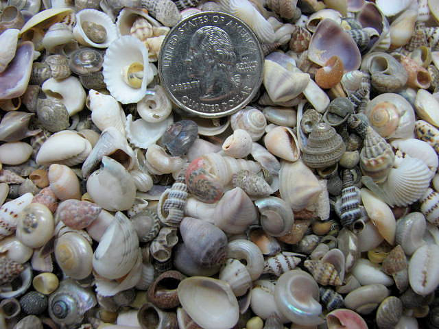 Seashell Mix For Beach Decor - Tiny Shell Mix For Nautical Decor, Jewelry Or Crafts, 3oz Bag