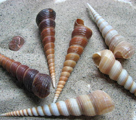Sea Shells For Beach Decor - Nautical Decor Spiral Turritella Shells For Beach Weddings - 3pc, 3-4"