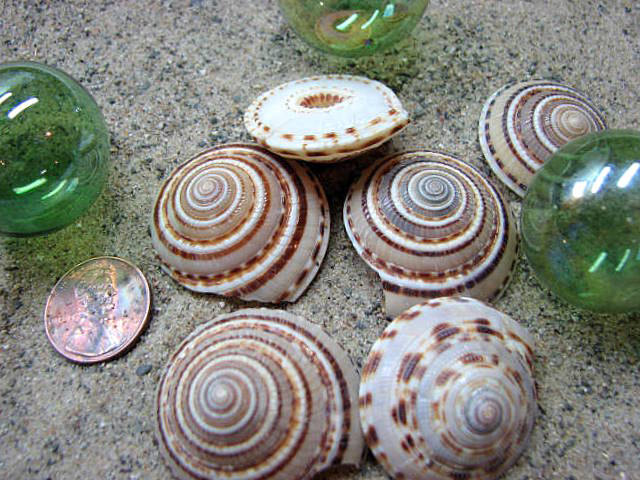 Seashells For Beach Decor - Nautical Decor Sundial Shells For Beach Weddings Or Crafts - 6pc Spiral, Brown