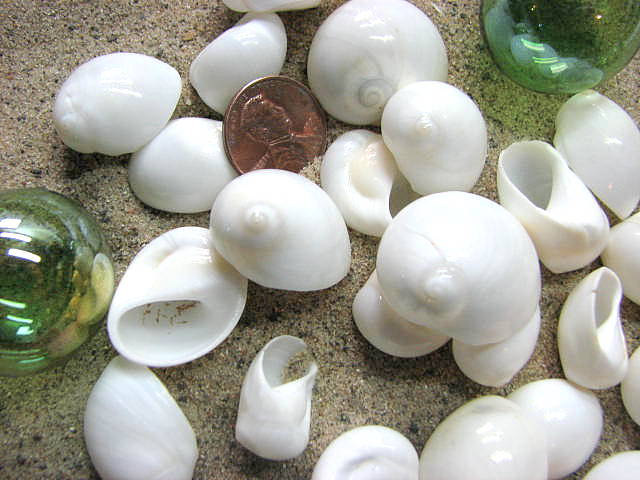 Seashell Decor - Nautica Seashells For Nautical Decor, Beach Weddings, Or Crafts - 12pc White