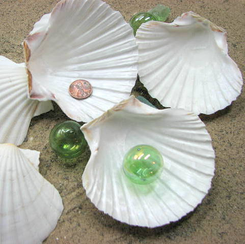 Sea Shells For Beach Decor - Nautical Decor Irish Baking Shells For Display, Baking Or Crafts - 1pc