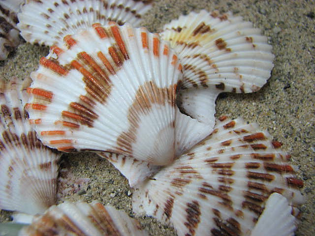 Beach Decor Seashells - Scallop Shells For Nautical Decor, Beach Weddings Or Crafts, 24pc