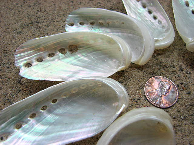 Beach Decor Seashells - Wedding, Nautical Decor Or Craft Pearl Abalone Shells, 6pc White