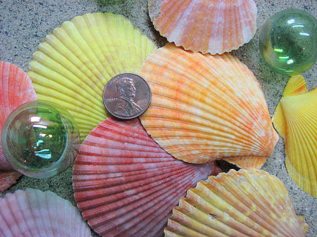 Shell Beach Decor - Nautical Decor, Beach Wedding, Or Craft Scallop Seashells - 6pc Colored