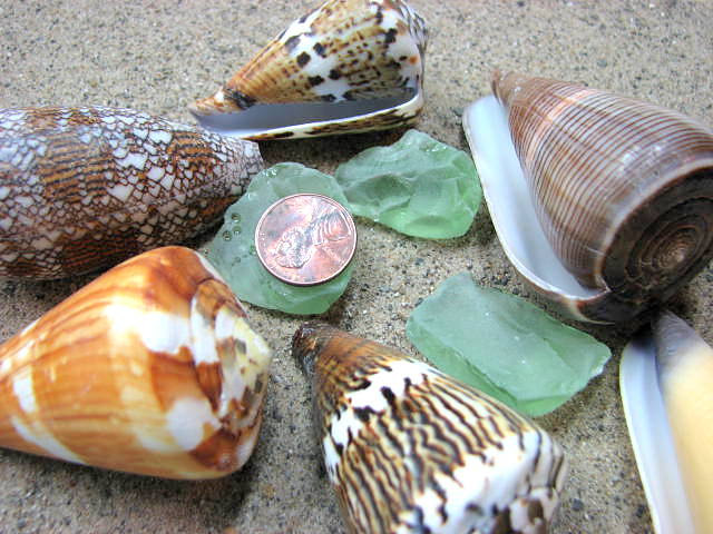 Sea Shells For Beach Decor - Cone Shell Asst. For Beach Weddings Or Nautical Decor, 6pc