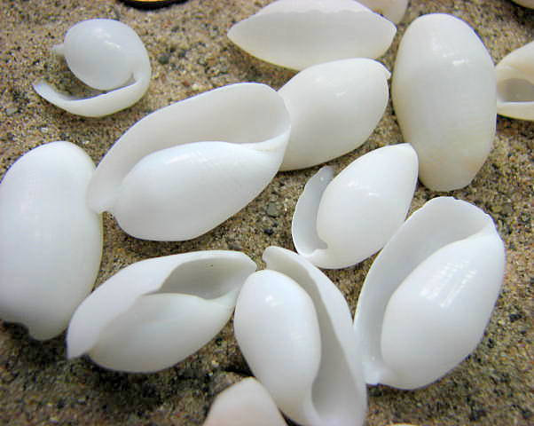 Beach Decor White Seashells - Bullet Shells For Beach Weddings, Nautical Decor Or Crafts - 24pc