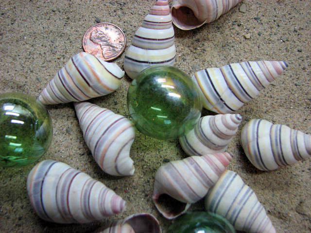 Shells For Beach Decor - Colorful Tree Snail Seashells For Nautical Decor Or Crafts, 12pc