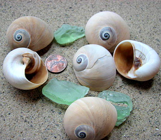 Nautical Decor Seashells - Beach Decor, Beach Wedding Or Craft Whales Eye Shells - 3 Pc.