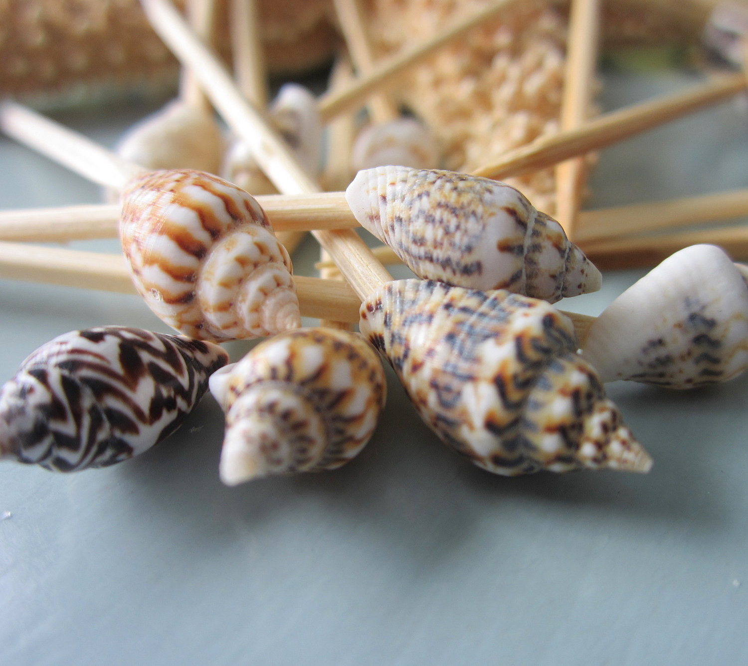 Beach Party Seashell Toothpicks - Nautical Appetizer Tooth Picks W