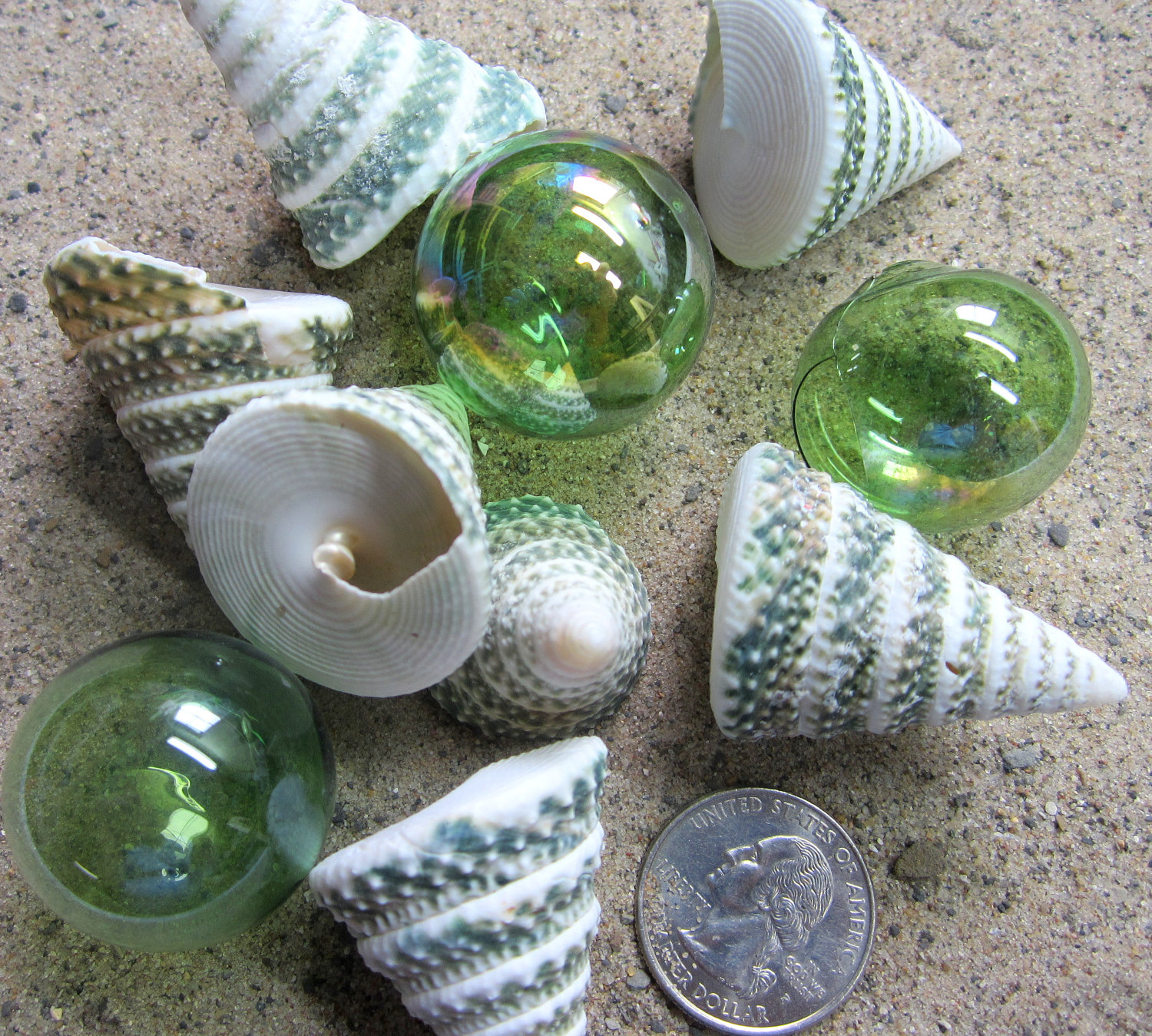 Beach Decor Seashells - Nautical Green Elongated Trocha Shells, 3pc on ...